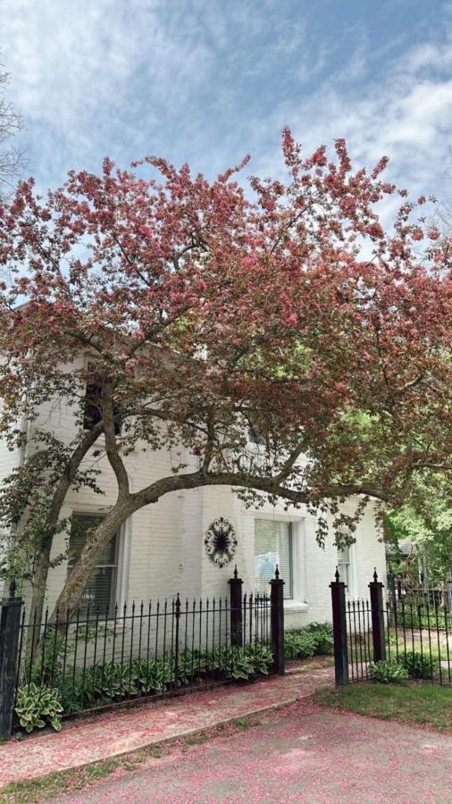 The Ginkgo Tree Bed & Breakfast Mount Pleasant Exterior foto